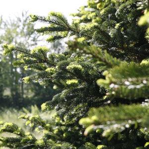 Abies nordmanniana