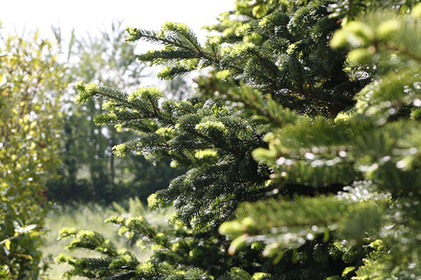 Abies nordmanniana
