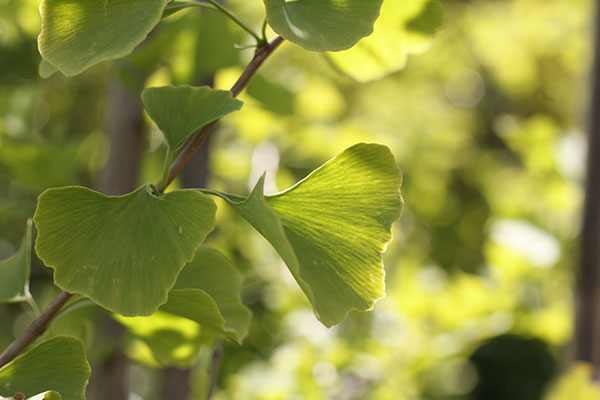 Ginkgo biloba