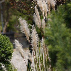 Imperata cilindrica