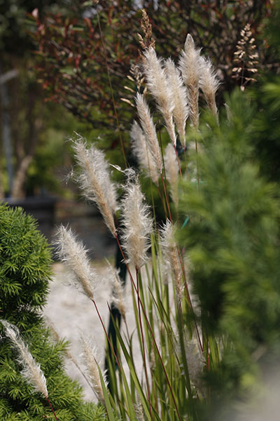 Imperata cilindrica