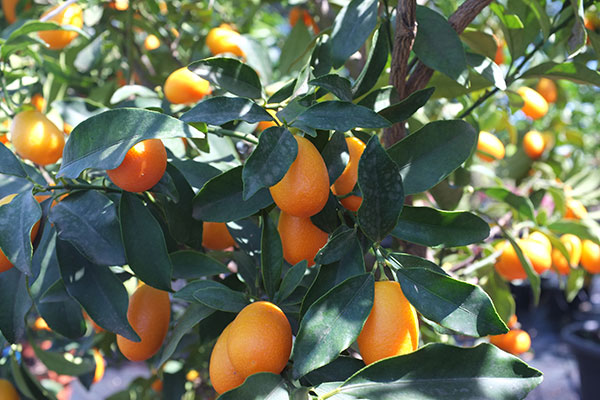 Kumquat