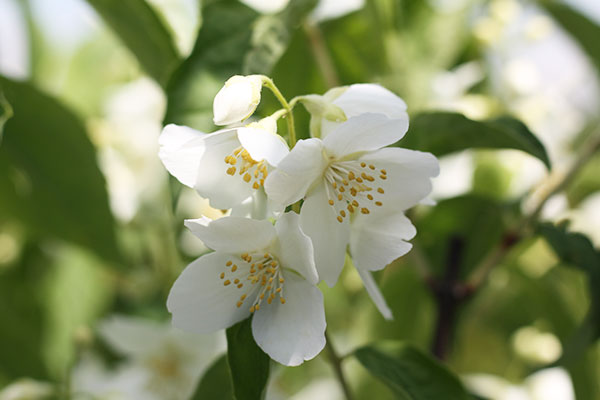 Philadelphus virginalis