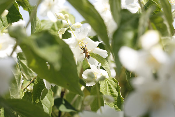 Philadelphus virginalis - immagine 4