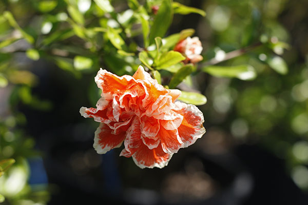 Punica granatum da fiore