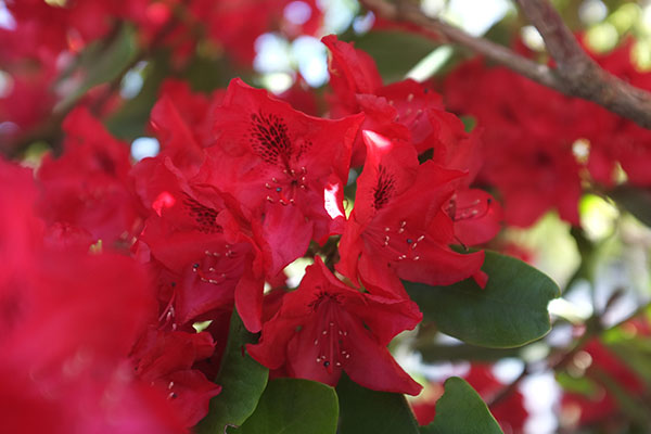 Rododendro