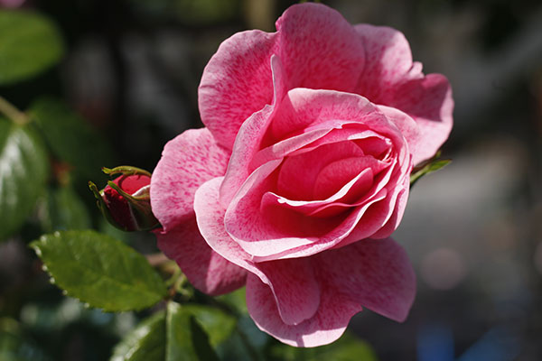 Rosa in varietà