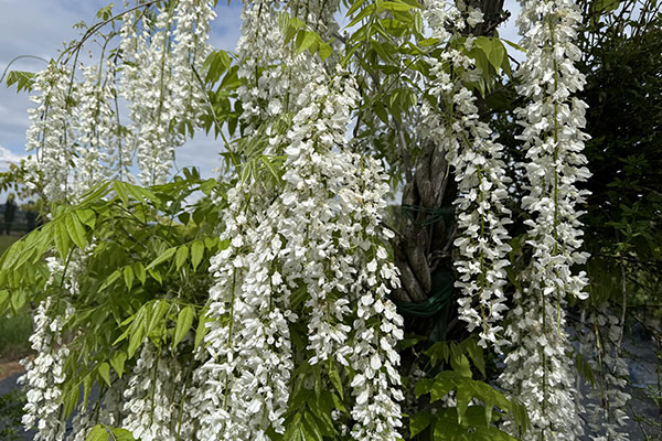 Wisteria sinensis