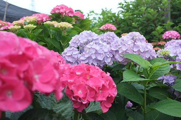 Hydrangea spp