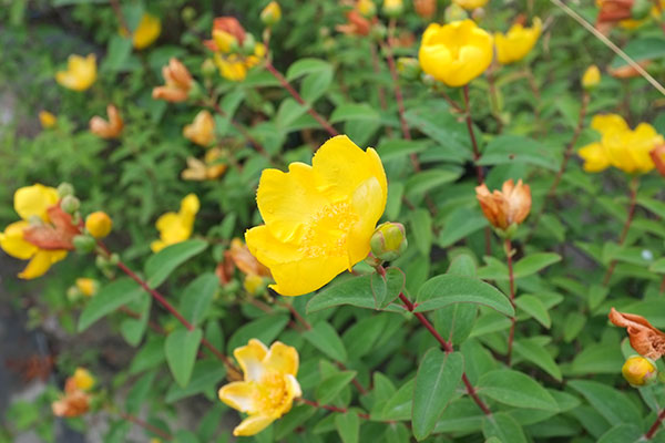 Hypericum