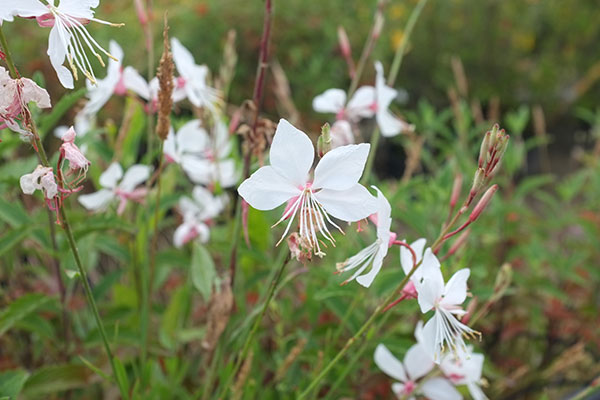 Gaura