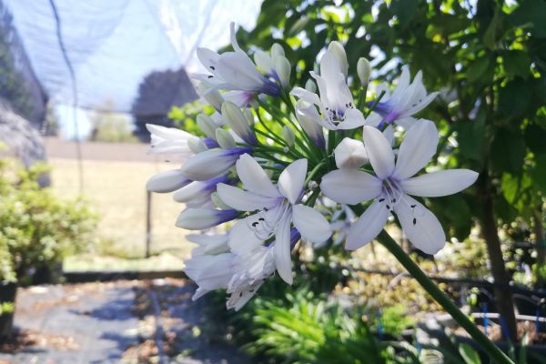 Agapanthus spp