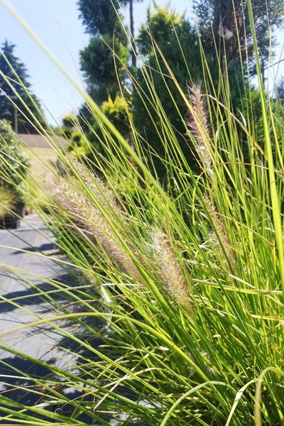 Pennisetum alopecuroides