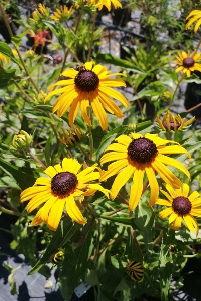 Rudbeckia fulgida goldstrum
