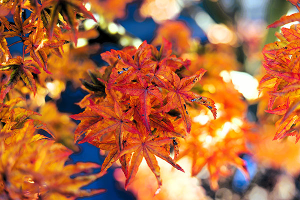 Acer crispifolium (autunno)