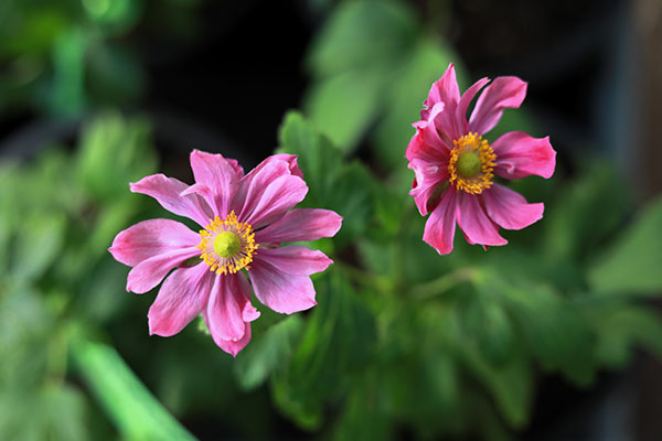 Anemone hupehensis