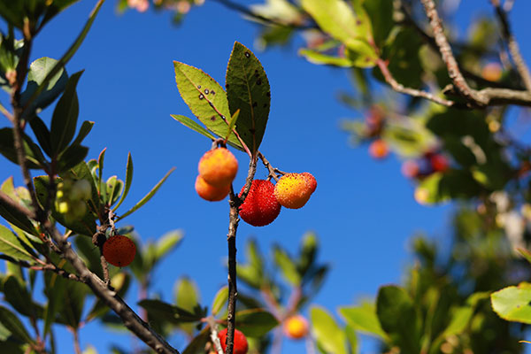 Arbutus unedo – Corbezzolo