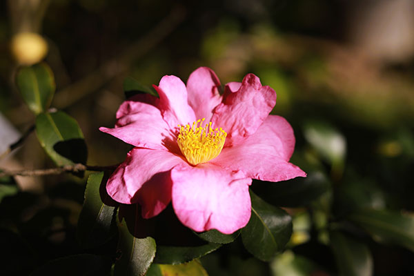 Camellia sasanqua
