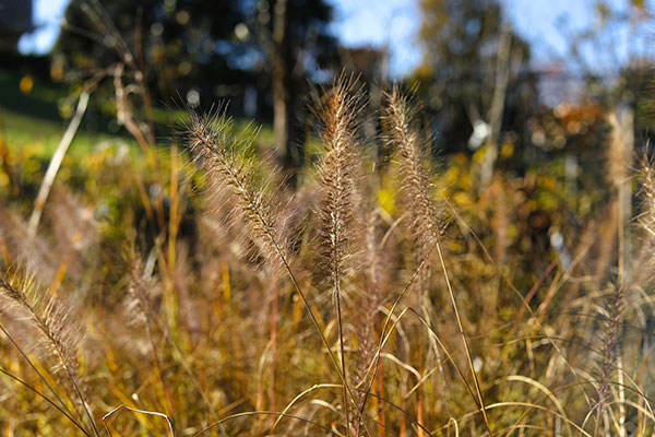 Pennisetum alopecuroides
