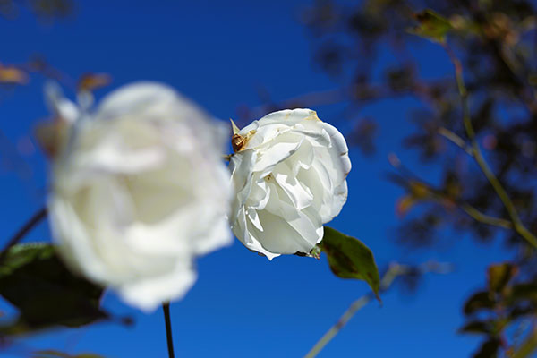 Rosa